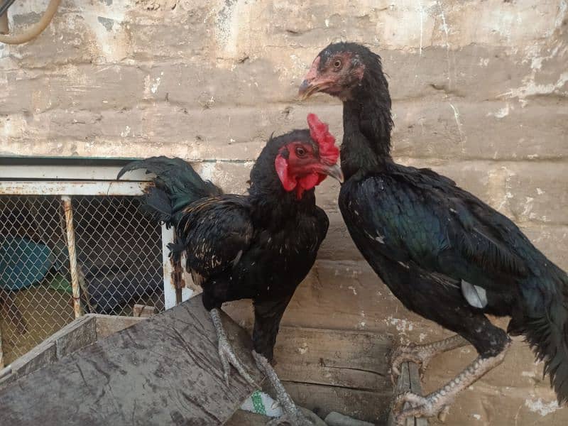 Aseel Pair 2