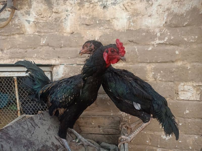 Aseel Pair 3