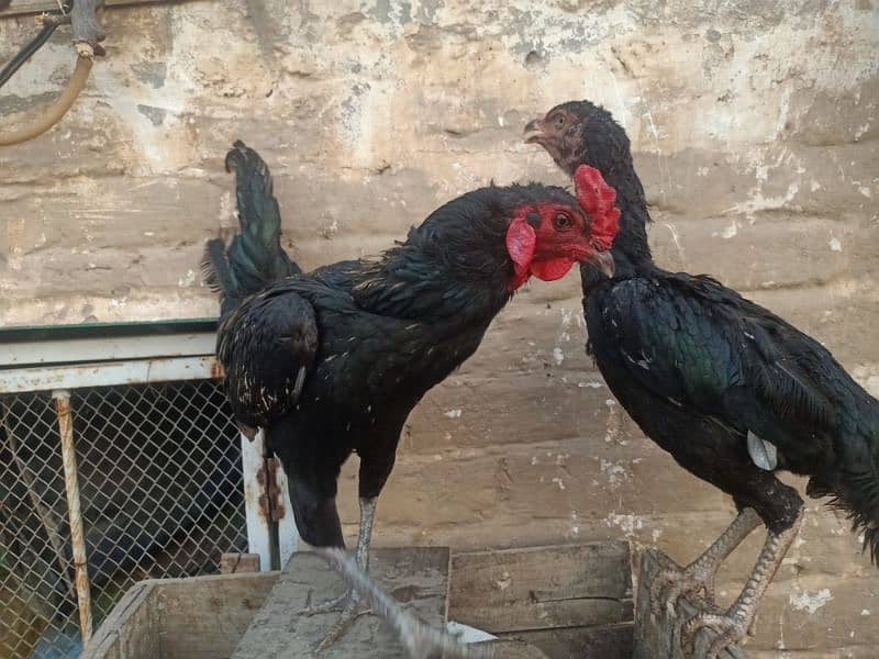 Aseel Pair 4