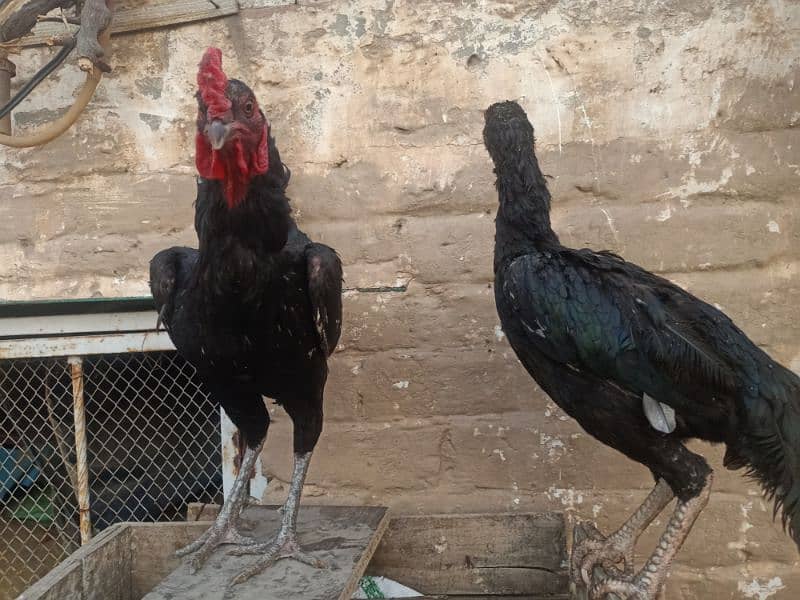 Aseel Pair 5