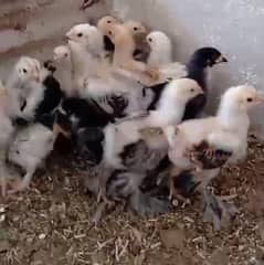 Brahma