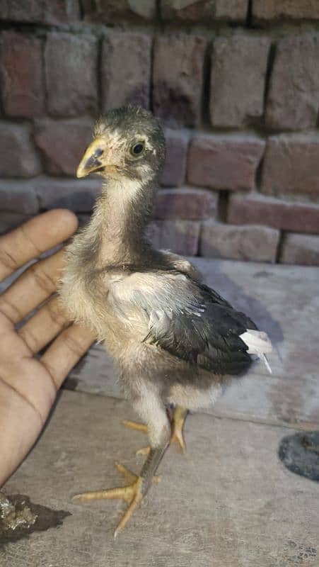 aseel miawali breed 0