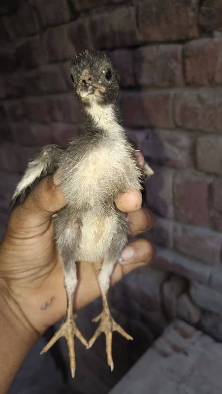 aseel miawali breed 4