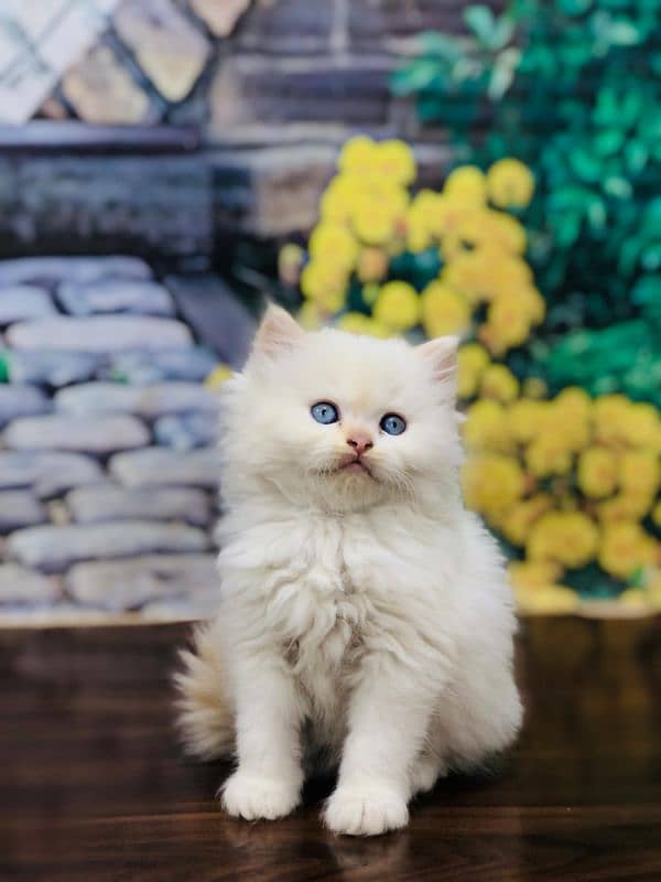 Persian Punch face triple coat cat Kitten 1