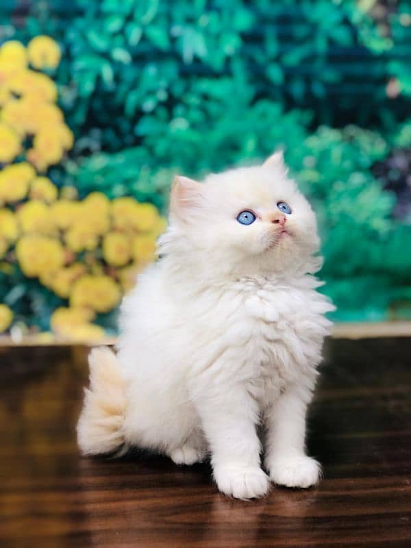 Persian Punch face triple coat cat Kitten 2