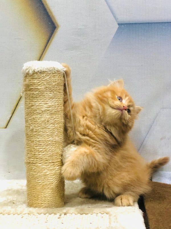 Persian Punch face triple coat cat Kitten 6
