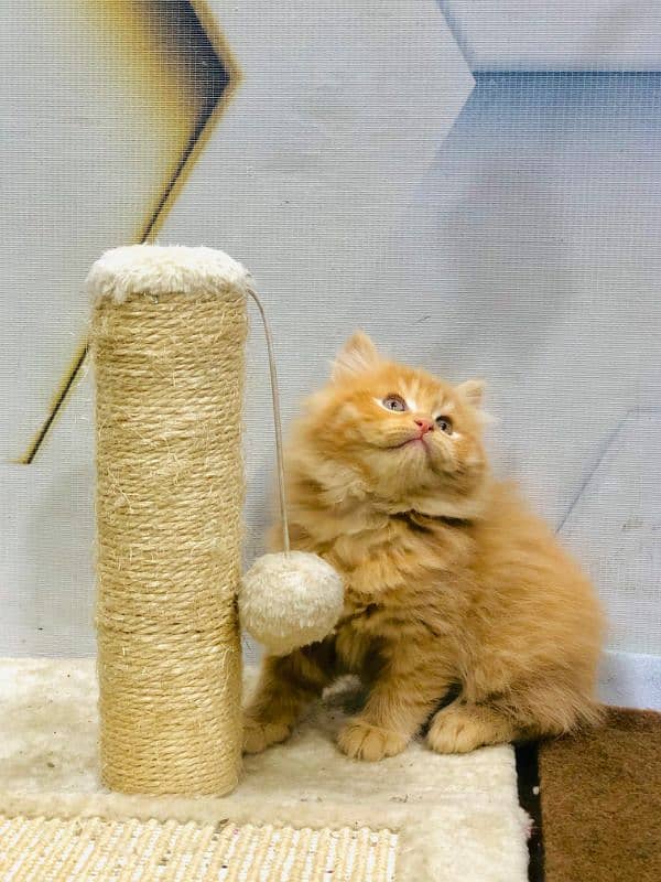 Persian Punch face triple coat cat Kitten 7