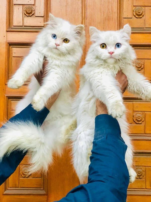 Persian Punch face triple coat cat Kitten 10