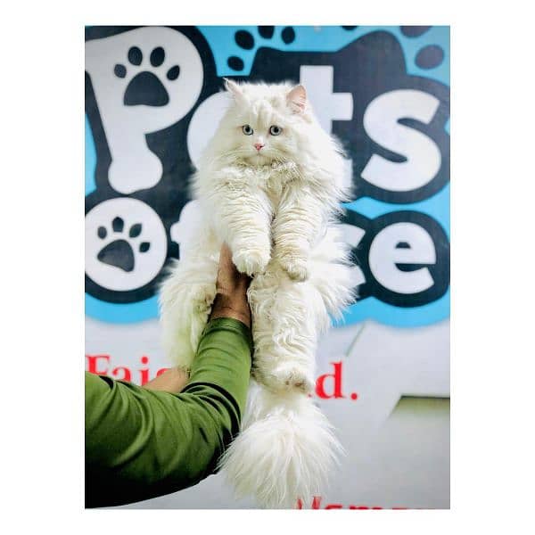 Persian Punch face triple coat cat Kitten 13