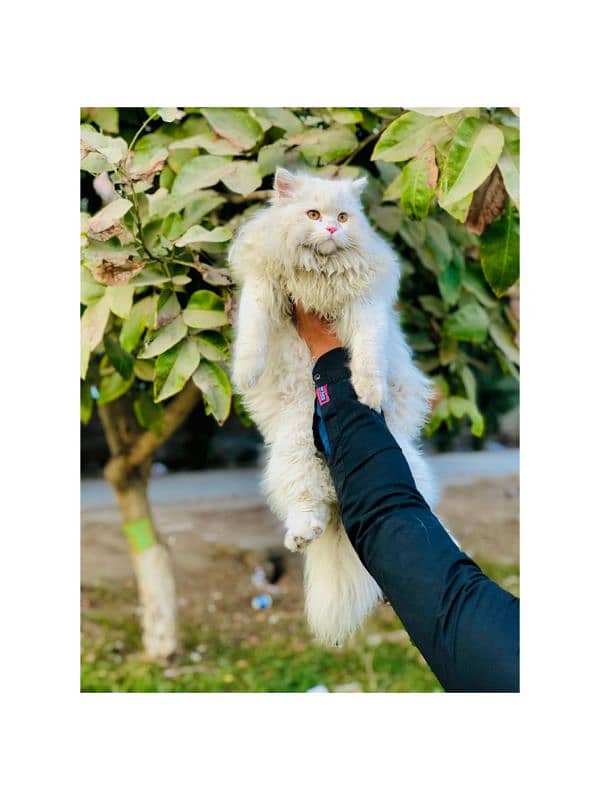 Persian Punch face triple coat cat Kitten 14
