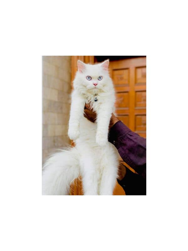 Persian Punch face triple coat cat Kitten 15
