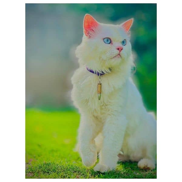 Persian Punch face triple coat cat Kitten 17