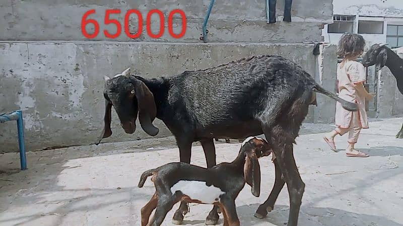 Goats available 5 male and female urgent sale 1