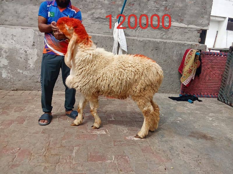 Goats available 5 male and female urgent sale 3