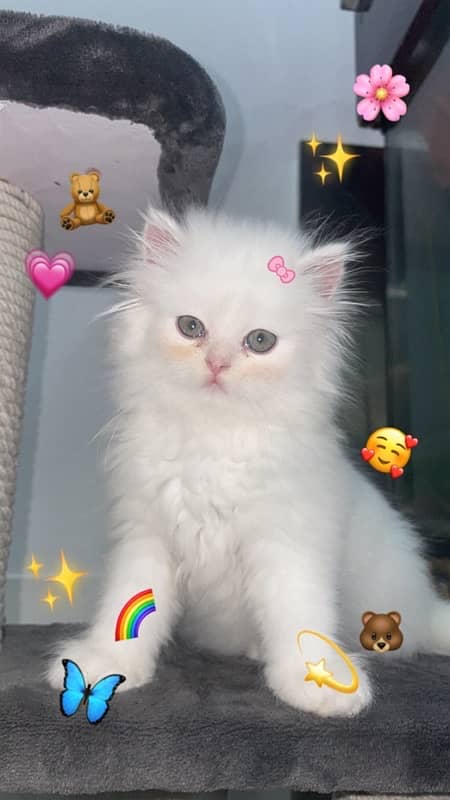 persian kitten pair 1