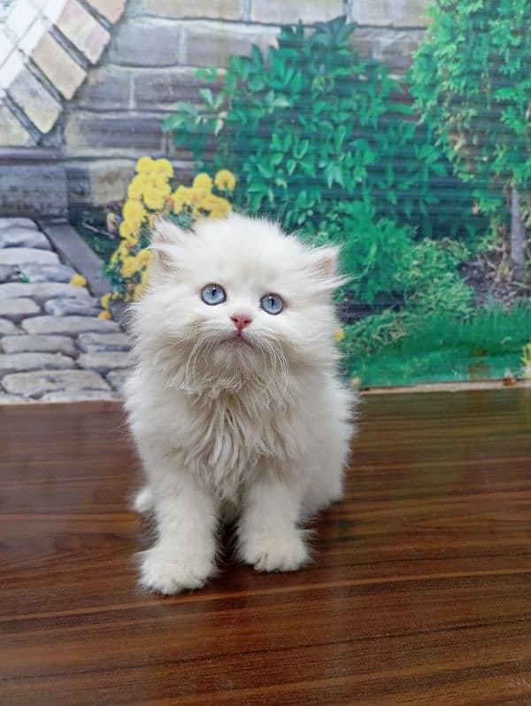 Persian Punch face triple coat cat Kitten 1