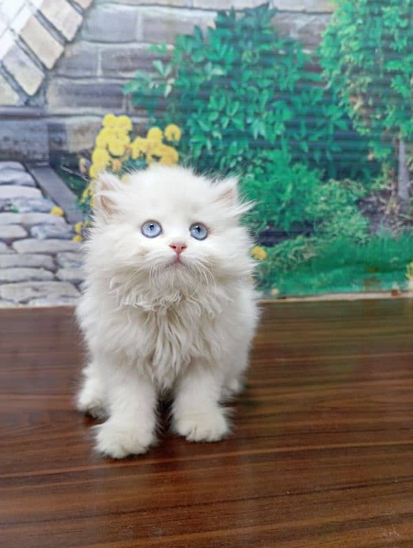 Persian Punch face triple coat cat Kitten 2