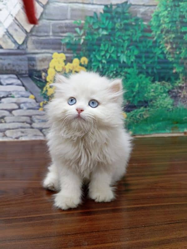 Persian Punch face triple coat cat Kitten 3
