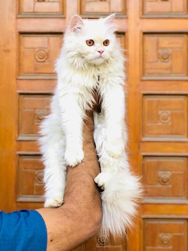 Persian Punch face triple coat cat Kitten 7
