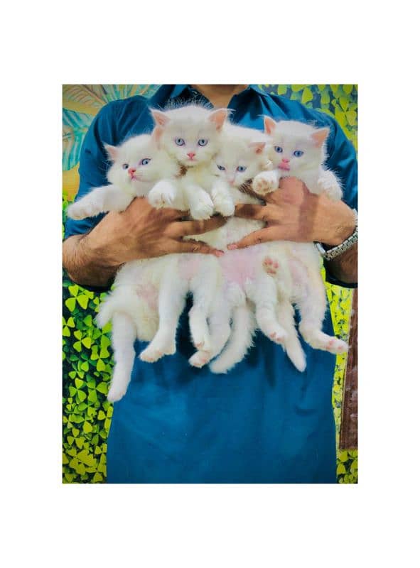 Persian Punch face triple coat cat Kitten 14