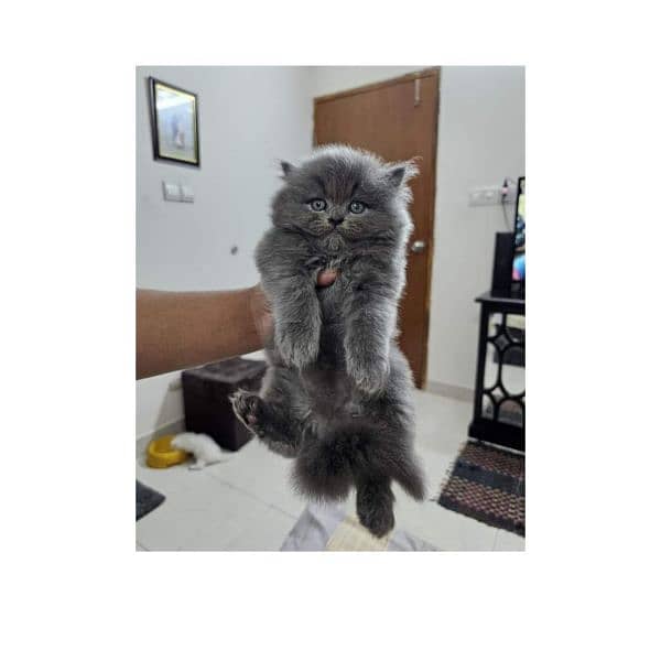 Persian Punch face triple coat cat Kitten 16