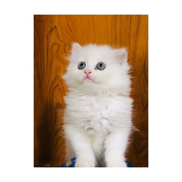 Persian Punch face triple coat cat Kitten 17