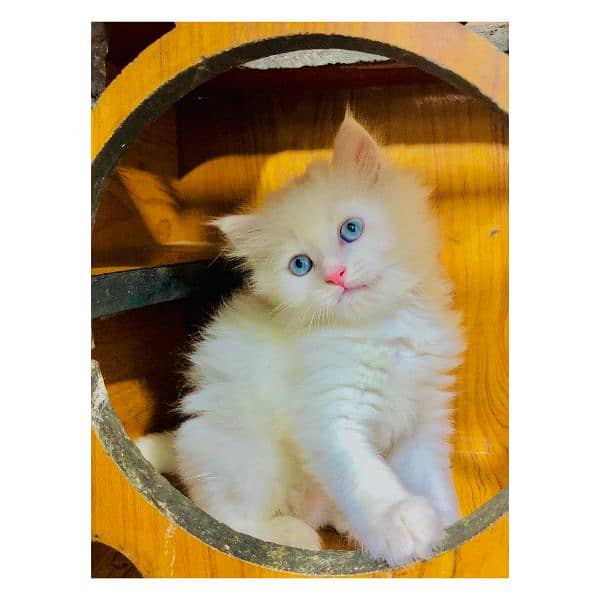 Persian Punch face triple coat cat Kitten 18