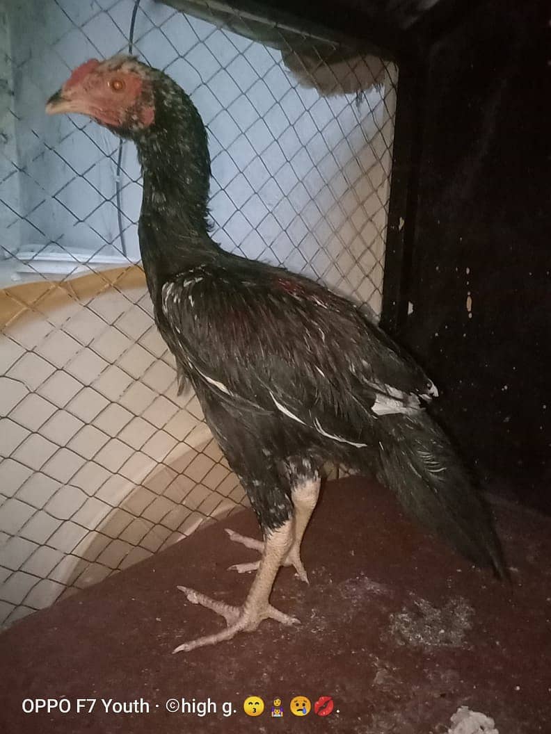 aseel sindhi jawa pattha 4 month price km ho jay gi 0