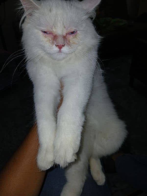 male persian triple long coat cat age 3 months 1