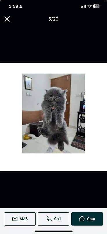 Persian Punch face triple coat cat Kitten 1