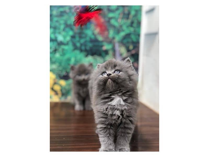 Persian Punch face triple coat cat Kitten 4