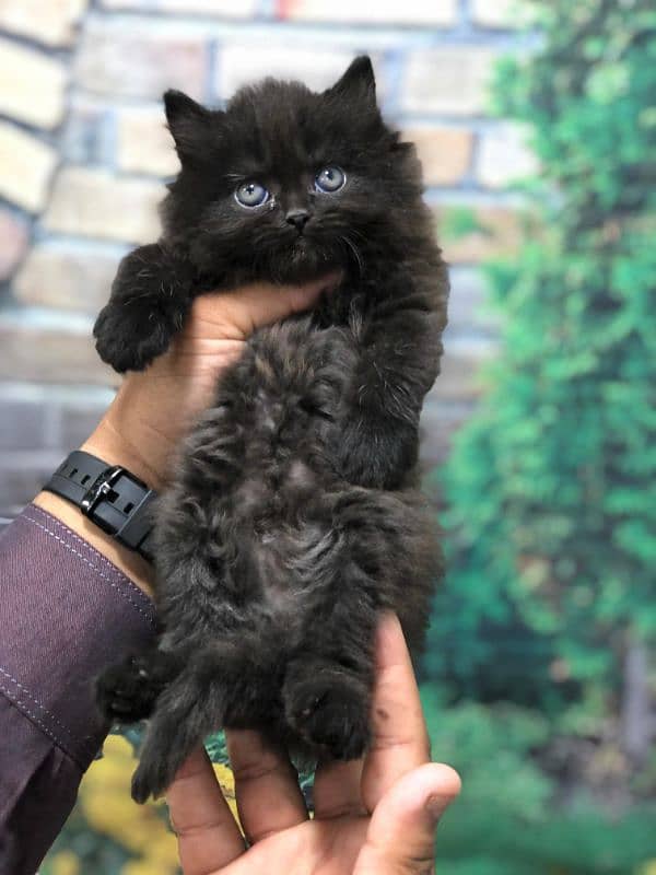 Persian Punch face triple coat cat Kitten 5