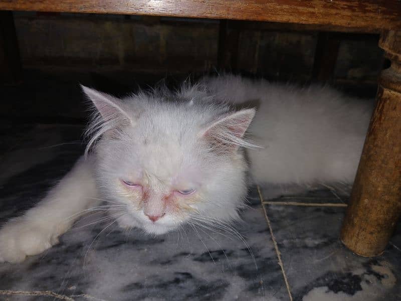 male persian triple long coat cat age 3 months 0