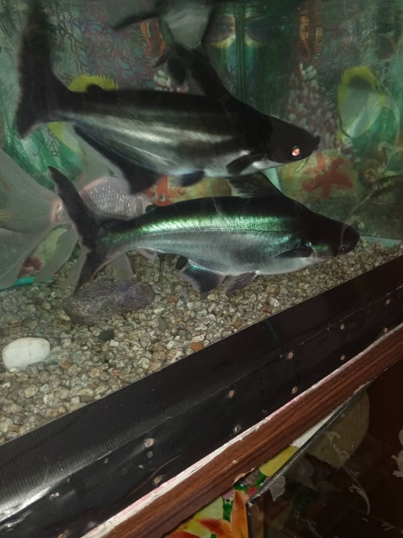 Shark fish 0