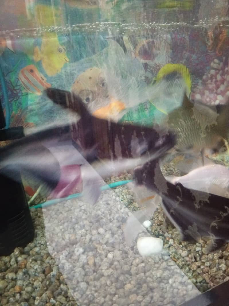 Shark fish 2