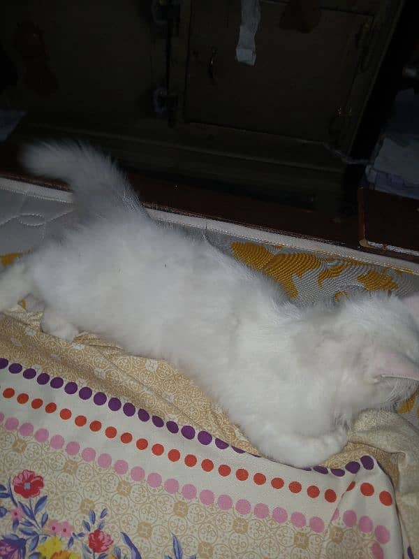 male persian triple long coat cat age 3 months 5