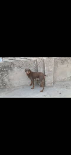 breeder