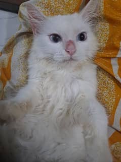 Persian cat