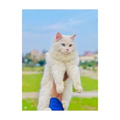 perchin cats available