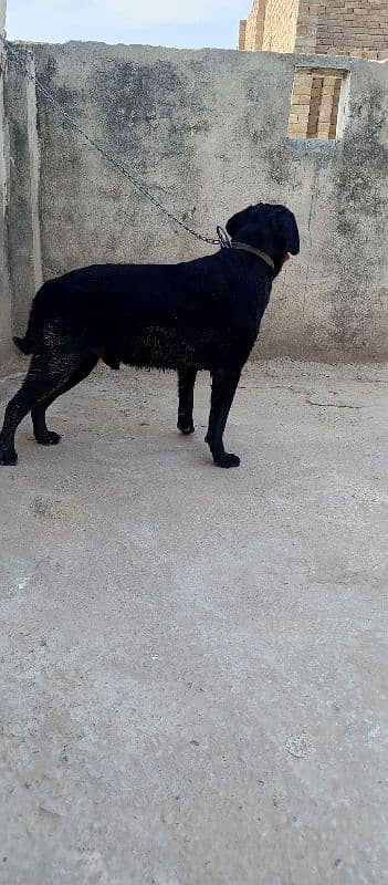 1 year age full healthy 0
