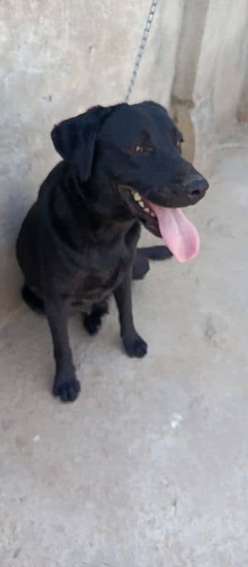 1 year age full healthy 1