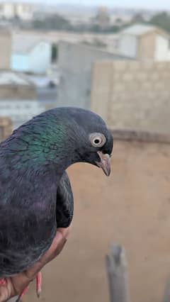 Kabli