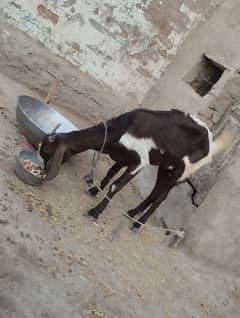 tapri bakri hai dod be date hai whatsapp number 03142938492
