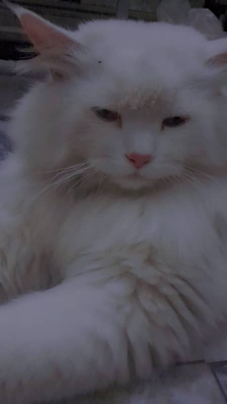 Cat Persian 0