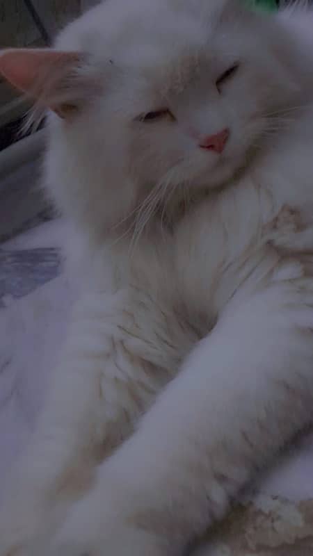 Cat Persian 1