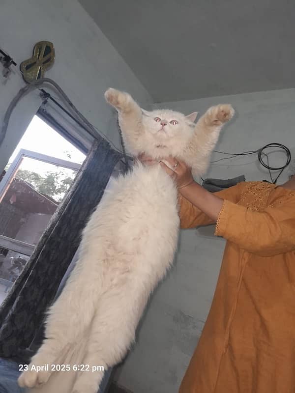 Cat Persian 2
