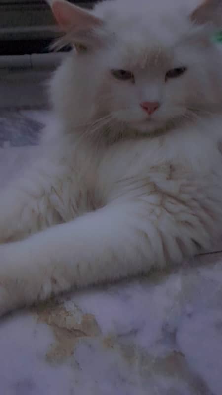 Cat Persian 3