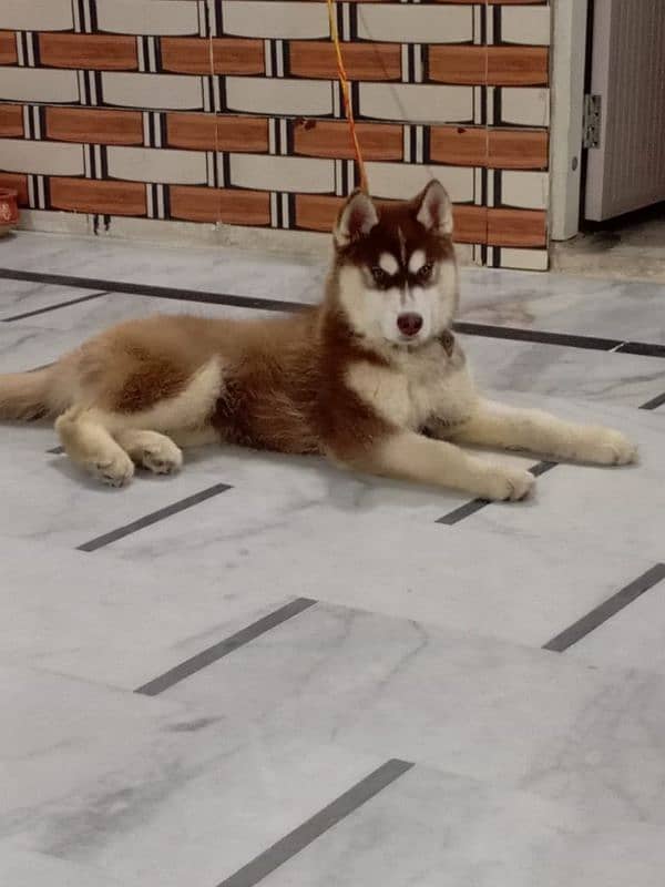 Husky | siberian Husky | Siberian Husky Dog Available for sale 0