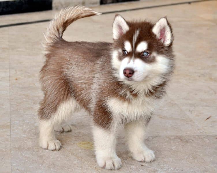 Husky | siberian Husky | Siberian Husky Dog Available for sale 1