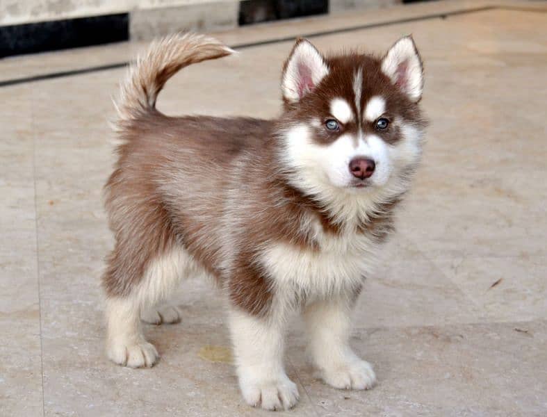 Husky | siberian Husky | Siberian Husky Dog Available for sale 2